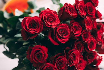 Red Roses Image